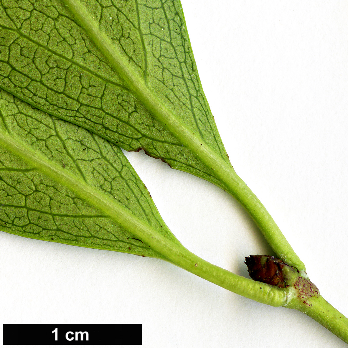 High resolution image: Family: Celastraceae - Genus: Euonymus - Taxon: grandiflorus - SpeciesSub: f. salicifolius High resolution image: Family: Celastraceae - Genus: Euonymus - Taxon: grandiflorus - SpeciesSub: f. salicifolius